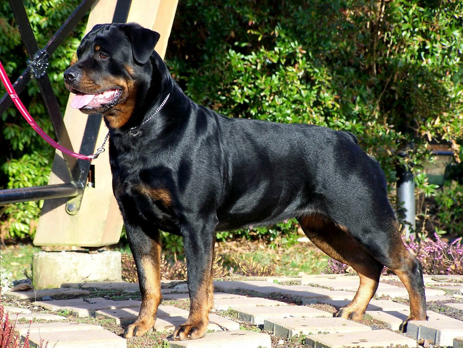 Rottweiler como cão de guarda